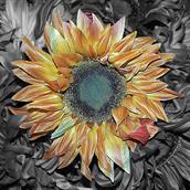 flowers 31